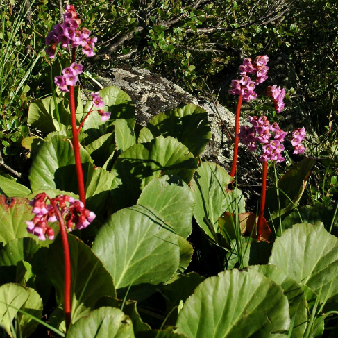 Bergenia crassifolia