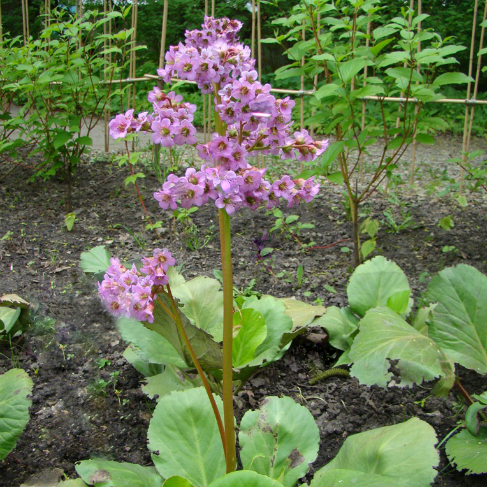 Bergenia pacifica