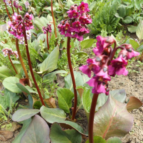 Bergenia purpurascens