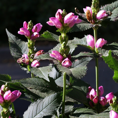 Chelone obliqua