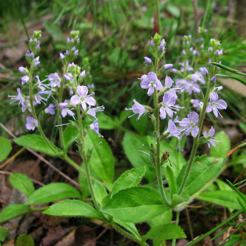 Veronica officinalis