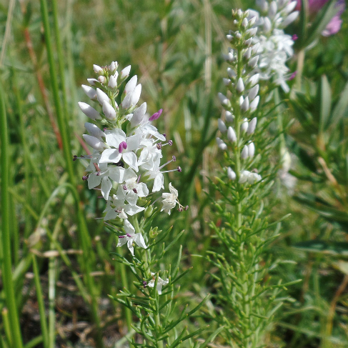 Veronica pinnata