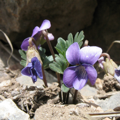 Viola dissecta