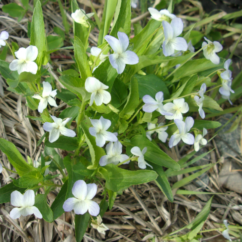 Viola elatior