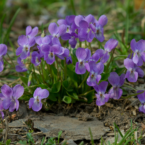 Viola hirta
