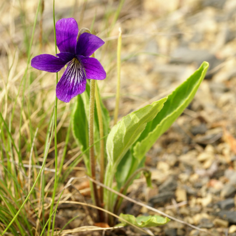 Viola mandshurica