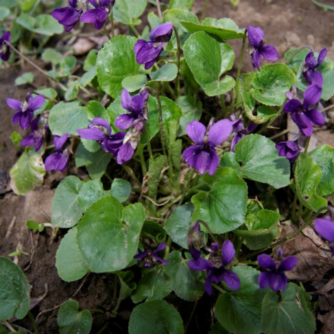 Viola odorata
