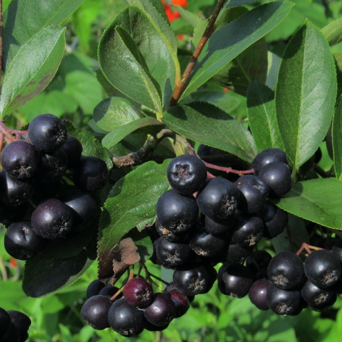 Aronia michurina