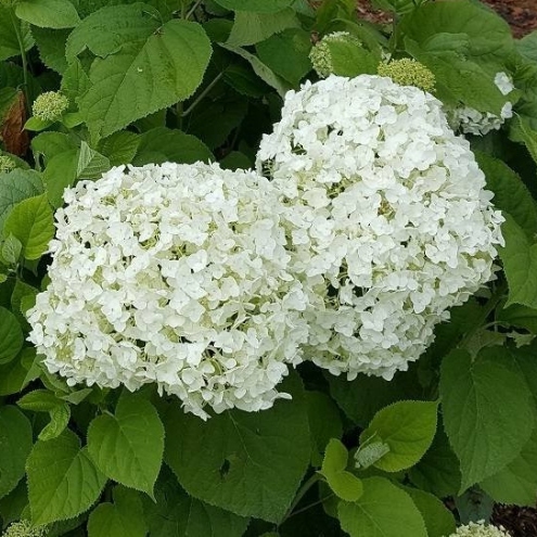 Gortenzia drevovidnaya