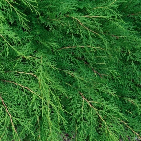 Microbiota perekrestnoparnaya