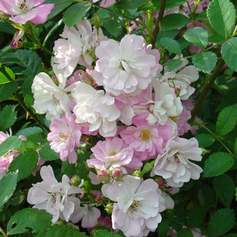 Rosa Krilia angela