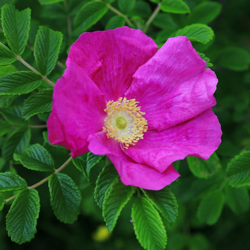 Rosa morchinistaya