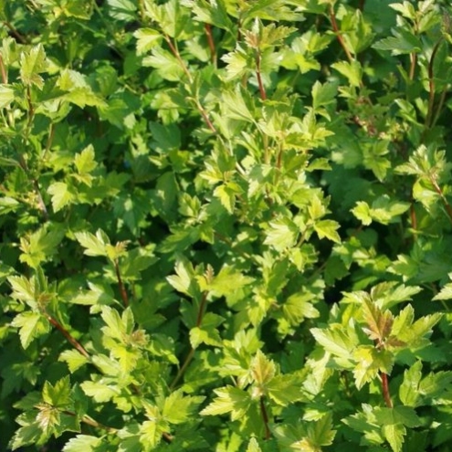 Smorodina alpiyskaya