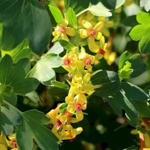 Smorodina zolotistaya