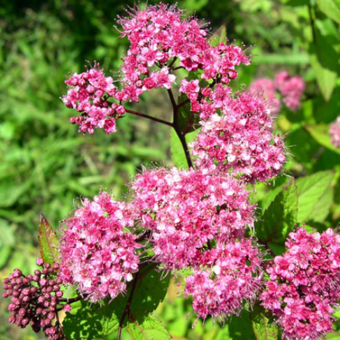 Spireya Ruberrima