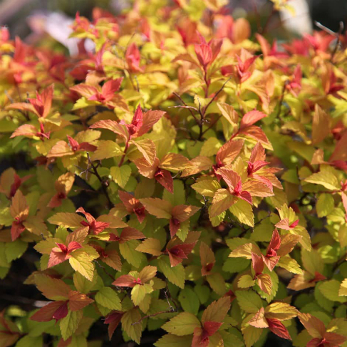 Spireya goldflame
