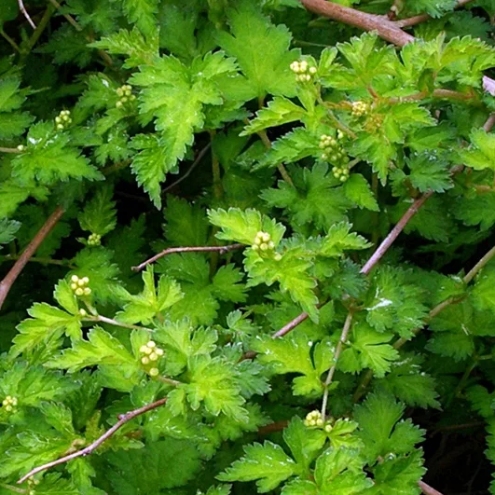 Stefanandra peristonadrezannaya