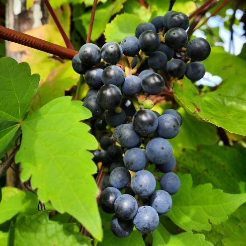 Vinograd amurskiy