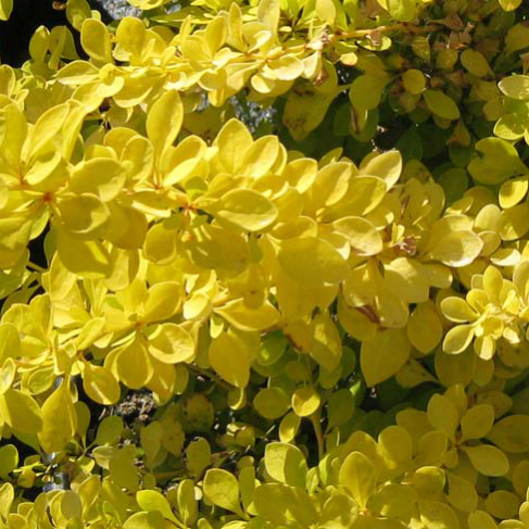 barbaris tunberga aurea