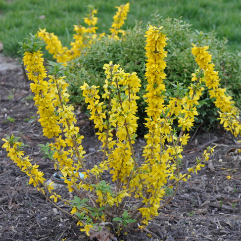 forzicia yaicevidnaya