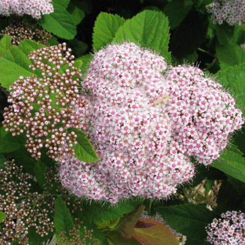 spirea fricha