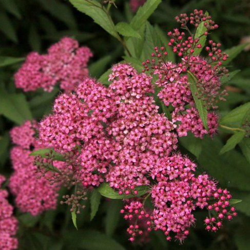 spirea frobeli