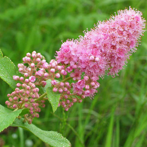 spirea ivolistnaya