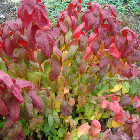 spirea makrofila