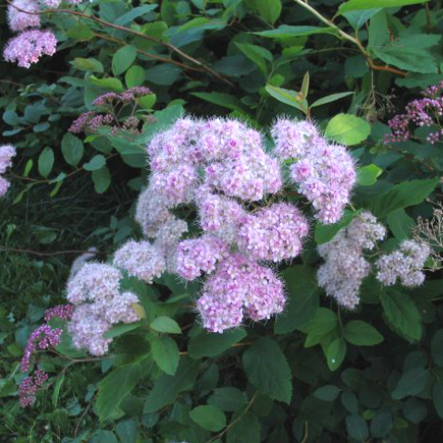 spirea odensala