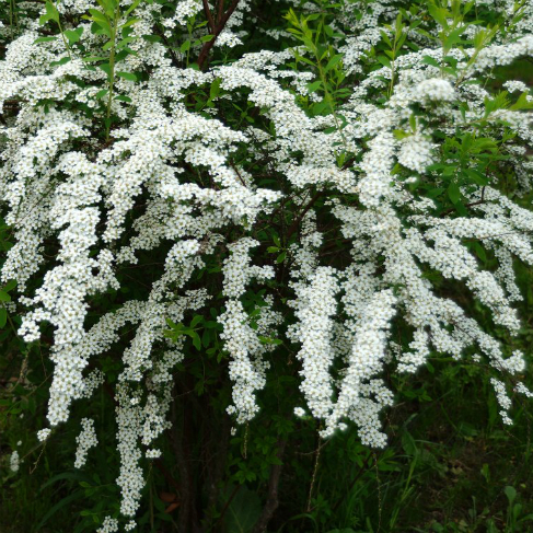 spirea seraya