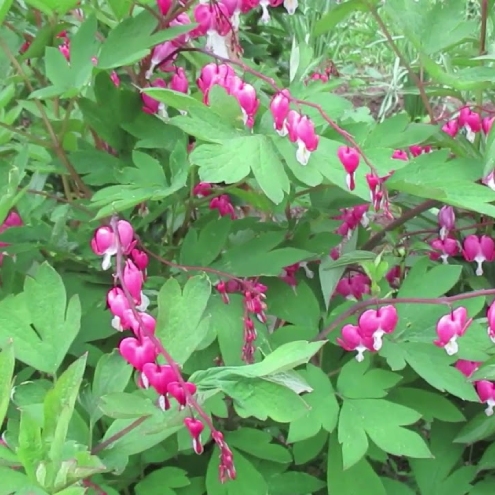 Dicentra velikolepnaya