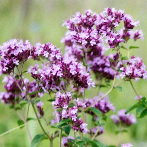 Dushica obiknovennaya