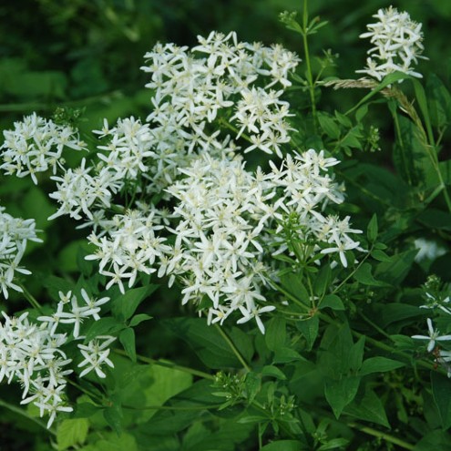 Klematis pramoi