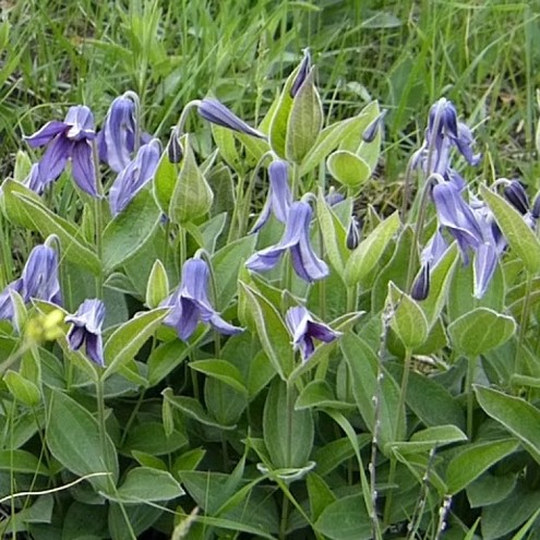 Lomonos celnolistniy