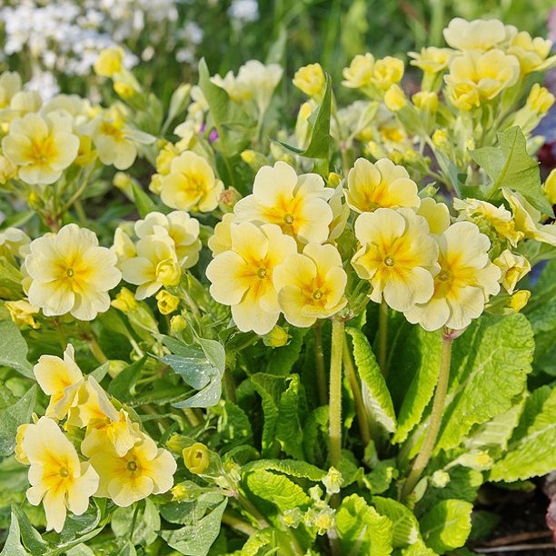 Primula v assortimente