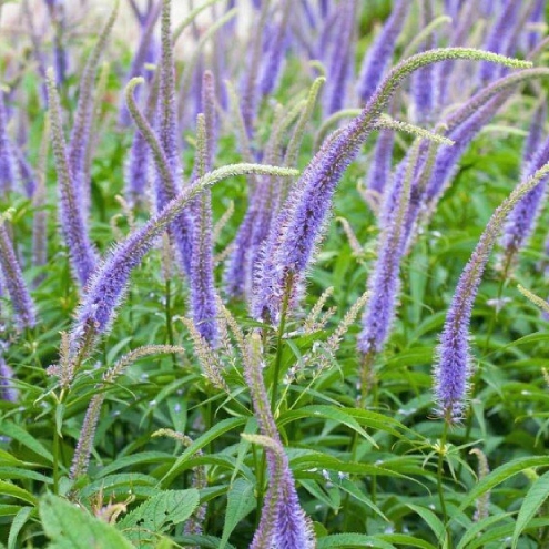 Veronikastrum virginskiy