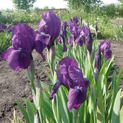 iris bordurniy
