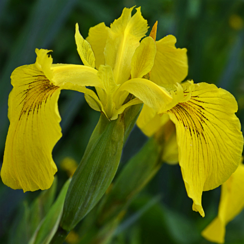 iris joltiy