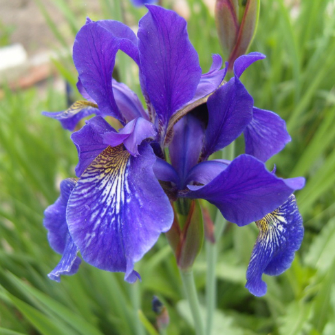 iris sibirskiy