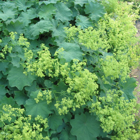 mangetka magkaya