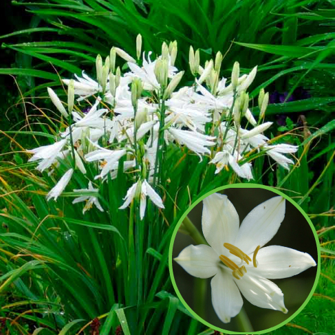 paradizea liliecvetnaya